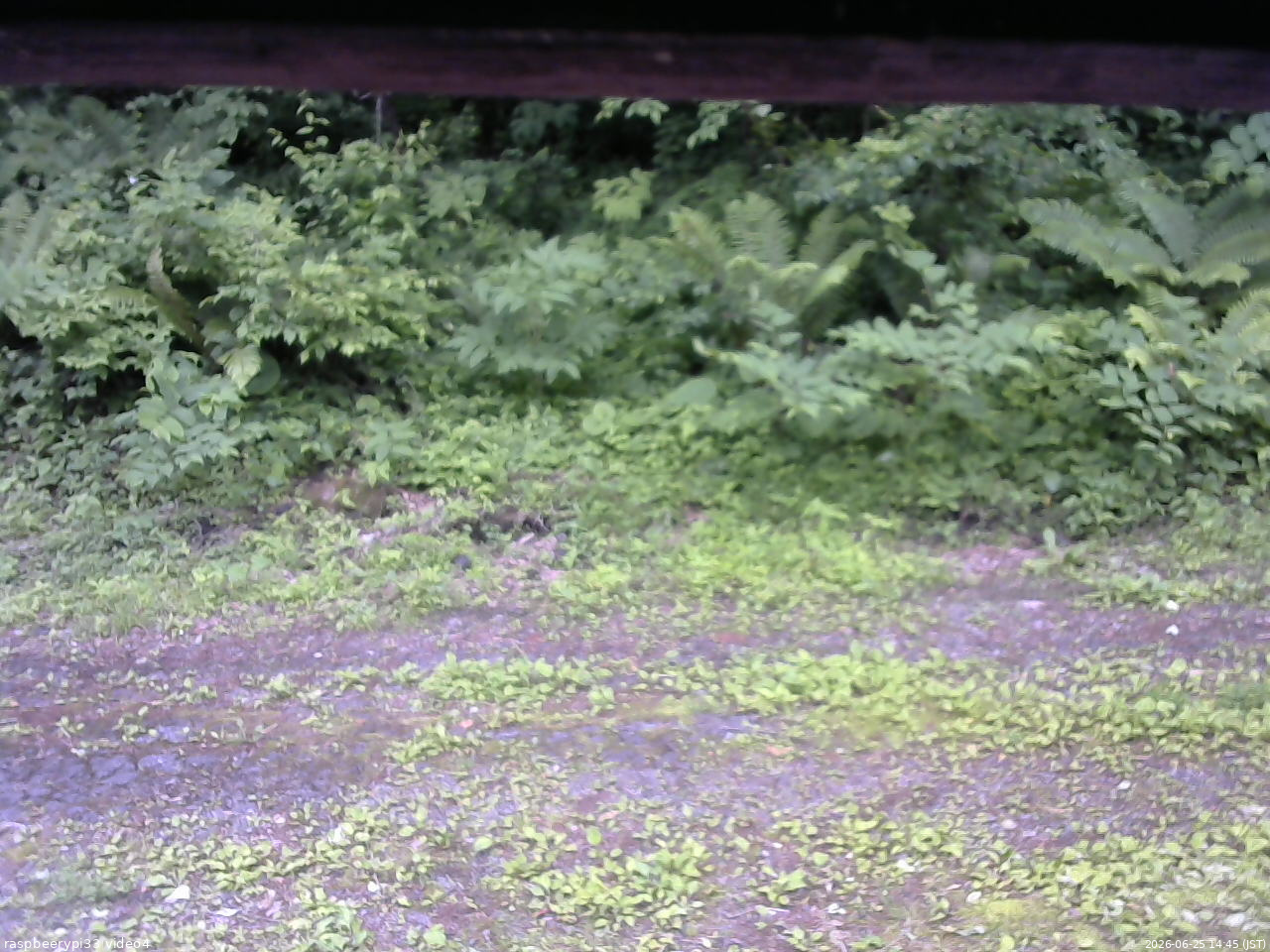 長野県菅平高原 ゆたか山荘 東側(坂下) 2026/06/25 14:45
