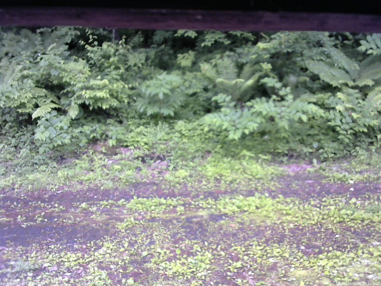 長野県菅平高原 ゆたか山荘 東側(坂下) 2026/06/25 15:15