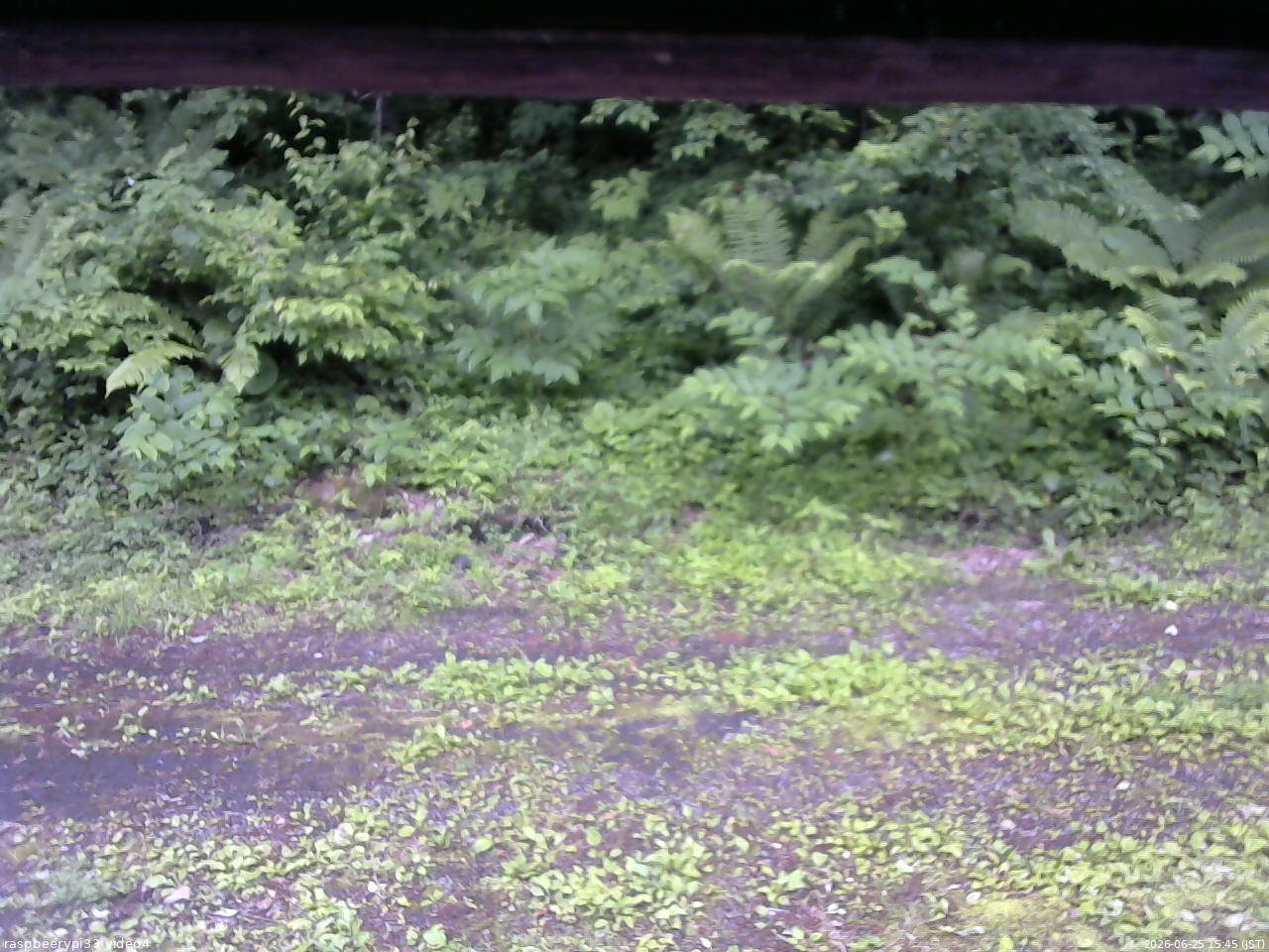 長野県菅平高原 ゆたか山荘 東側(坂下) 2026/06/25 15:45