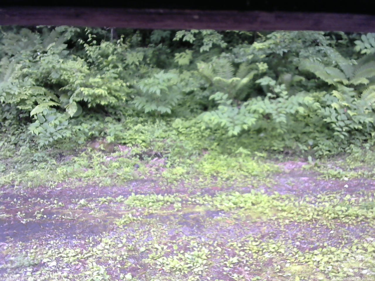 長野県菅平高原 ゆたか山荘 東側(坂下) 2026/06/25 16:00