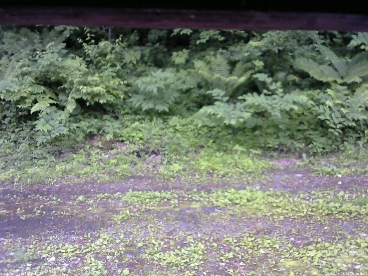 長野県菅平高原 ゆたか山荘 東側(坂下) 2026/06/25 16:30