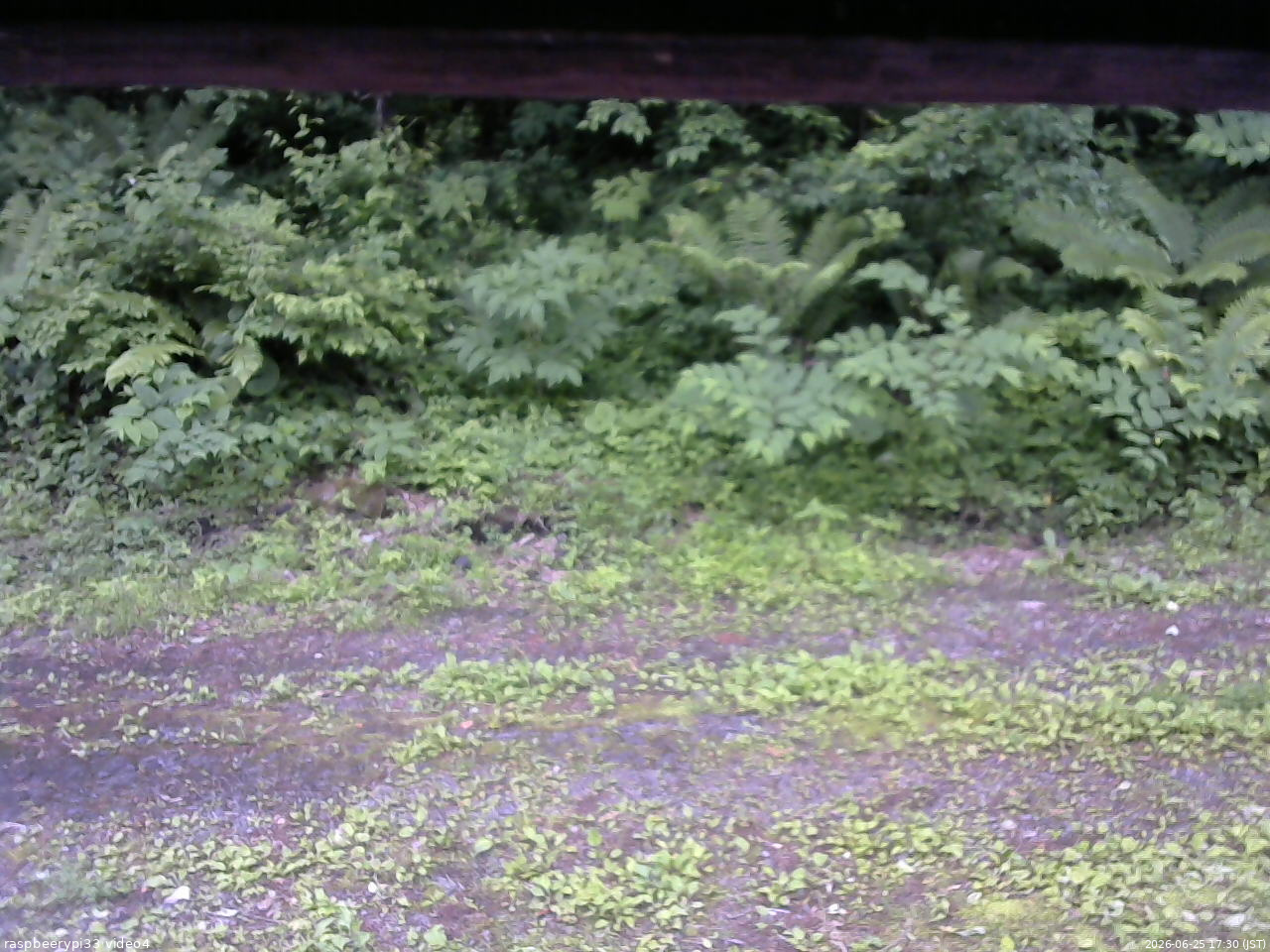 長野県菅平高原 ゆたか山荘 東側(坂下) 2026/06/25 17:30