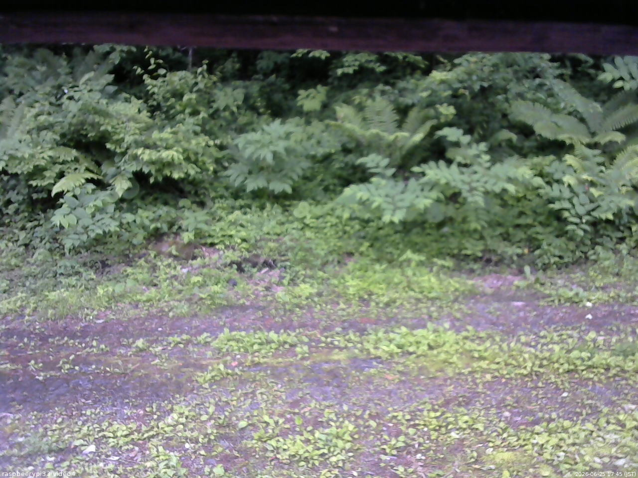 長野県菅平高原 ゆたか山荘 東側(坂下) 2026/06/25 17:45