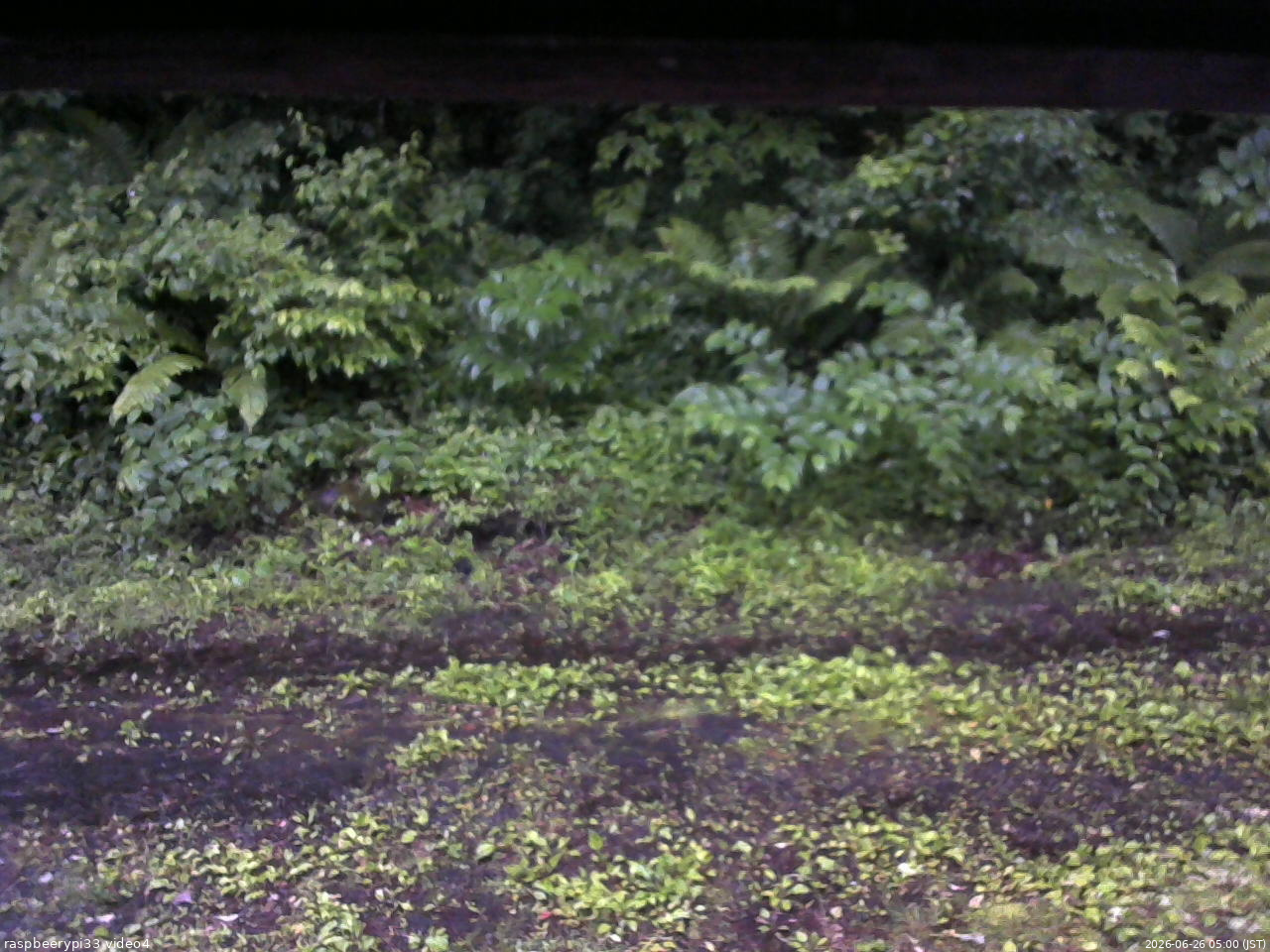 長野県菅平高原 ゆたか山荘 東側(坂下) 2026/06/26 05:00