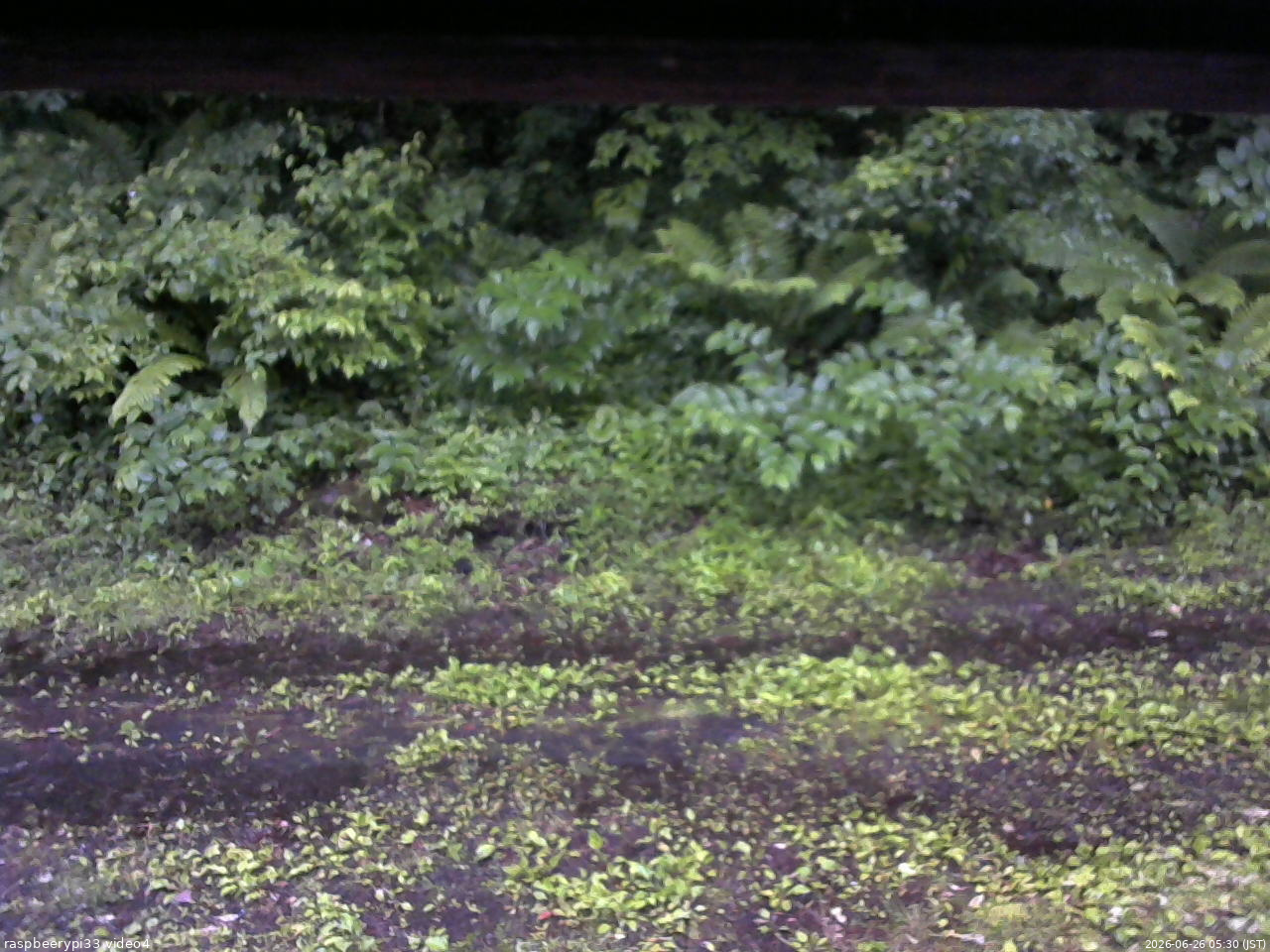 長野県菅平高原 ゆたか山荘 東側(坂下) 2026/06/26 05:30