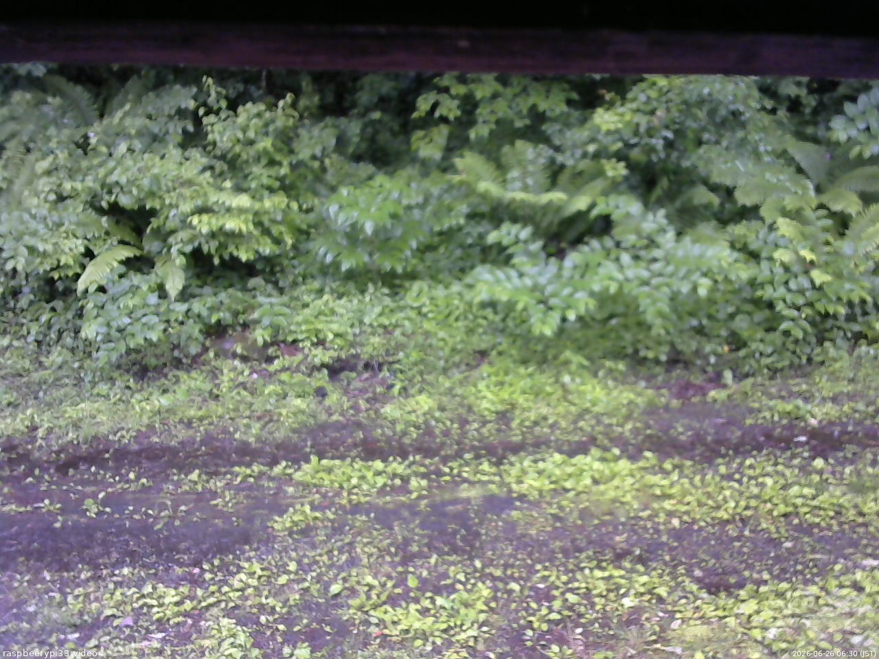 長野県菅平高原 ゆたか山荘 東側(坂下) 2026/06/26 06:30