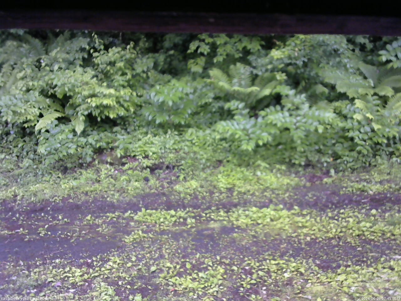長野県菅平高原 ゆたか山荘 東側(坂下) 2026/06/26 07:45