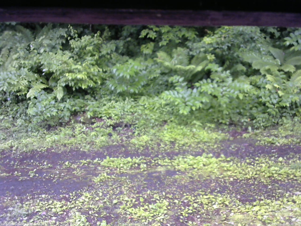 長野県菅平高原 ゆたか山荘 東側(坂下) 2026/06/26 09:30