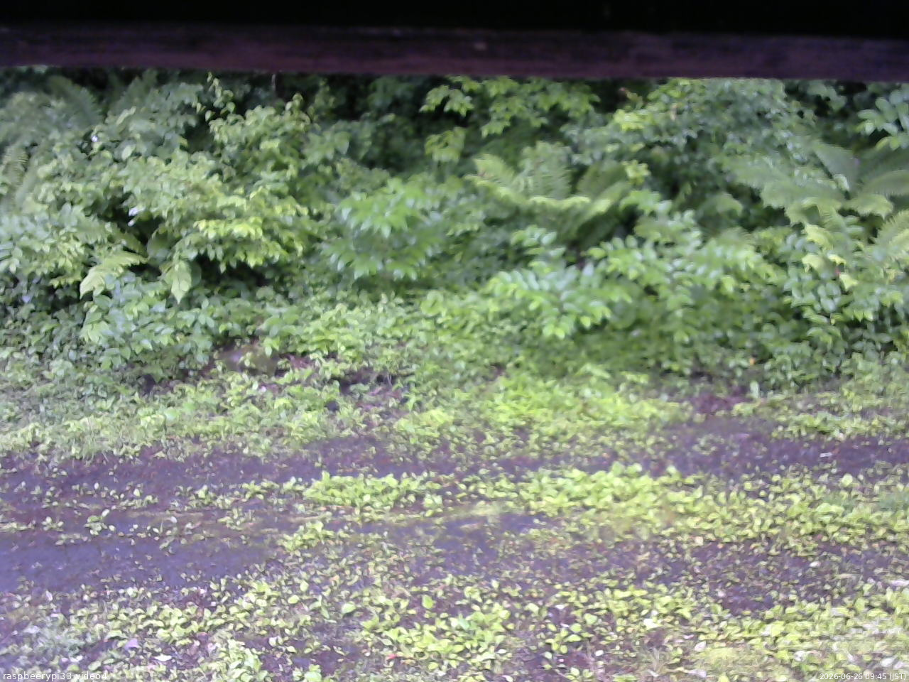 長野県菅平高原 ゆたか山荘 東側(坂下) 2026/06/26 09:45