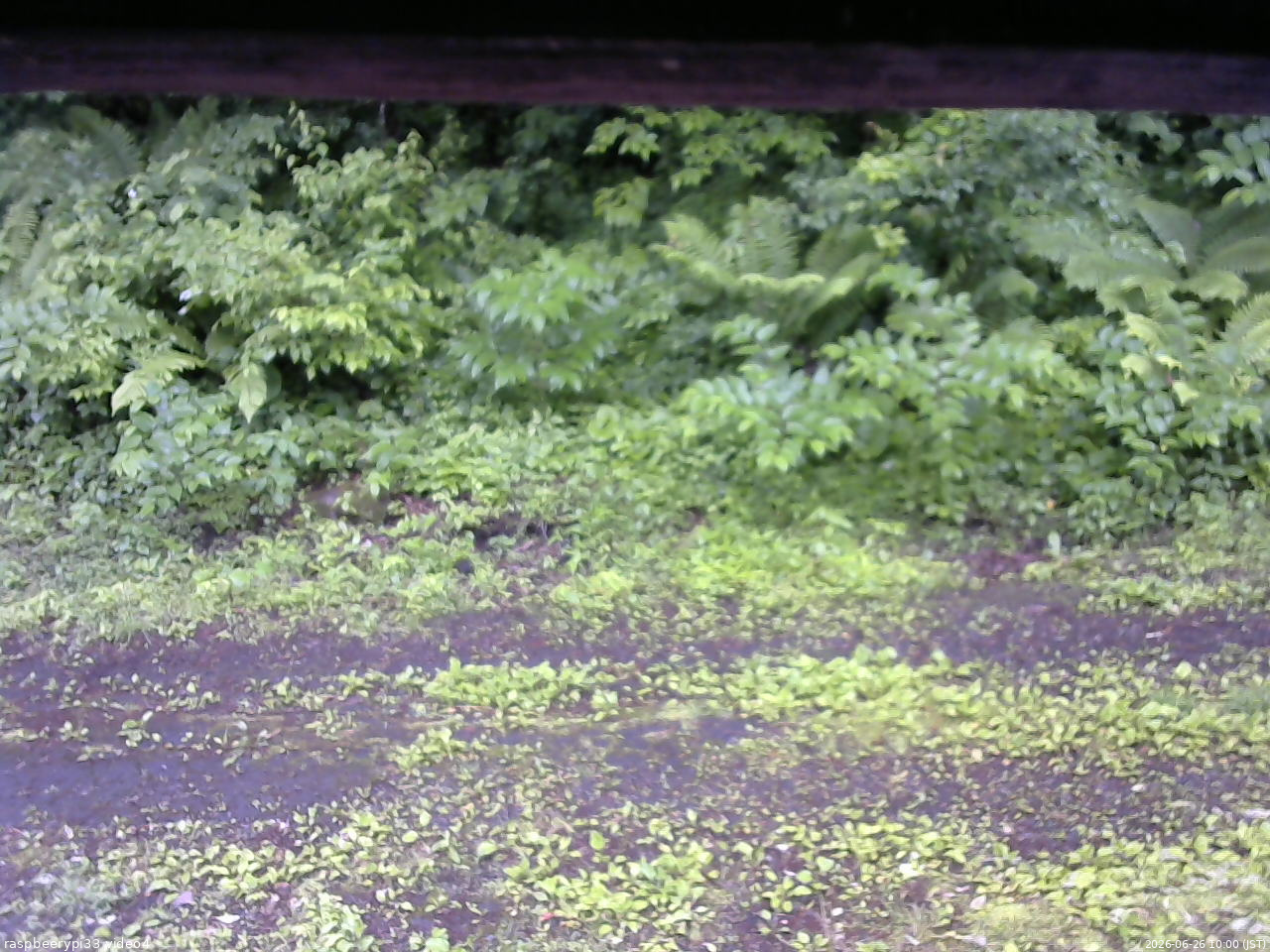 長野県菅平高原 ゆたか山荘 東側(坂下) 2026/06/26 10:00