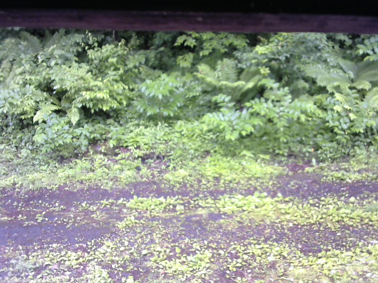 長野県菅平高原 ゆたか山荘 東側(坂下) 2026/06/26 10:15