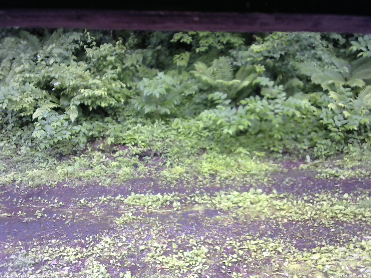 長野県菅平高原 ゆたか山荘 東側(坂下) 2026/06/26 11:00
