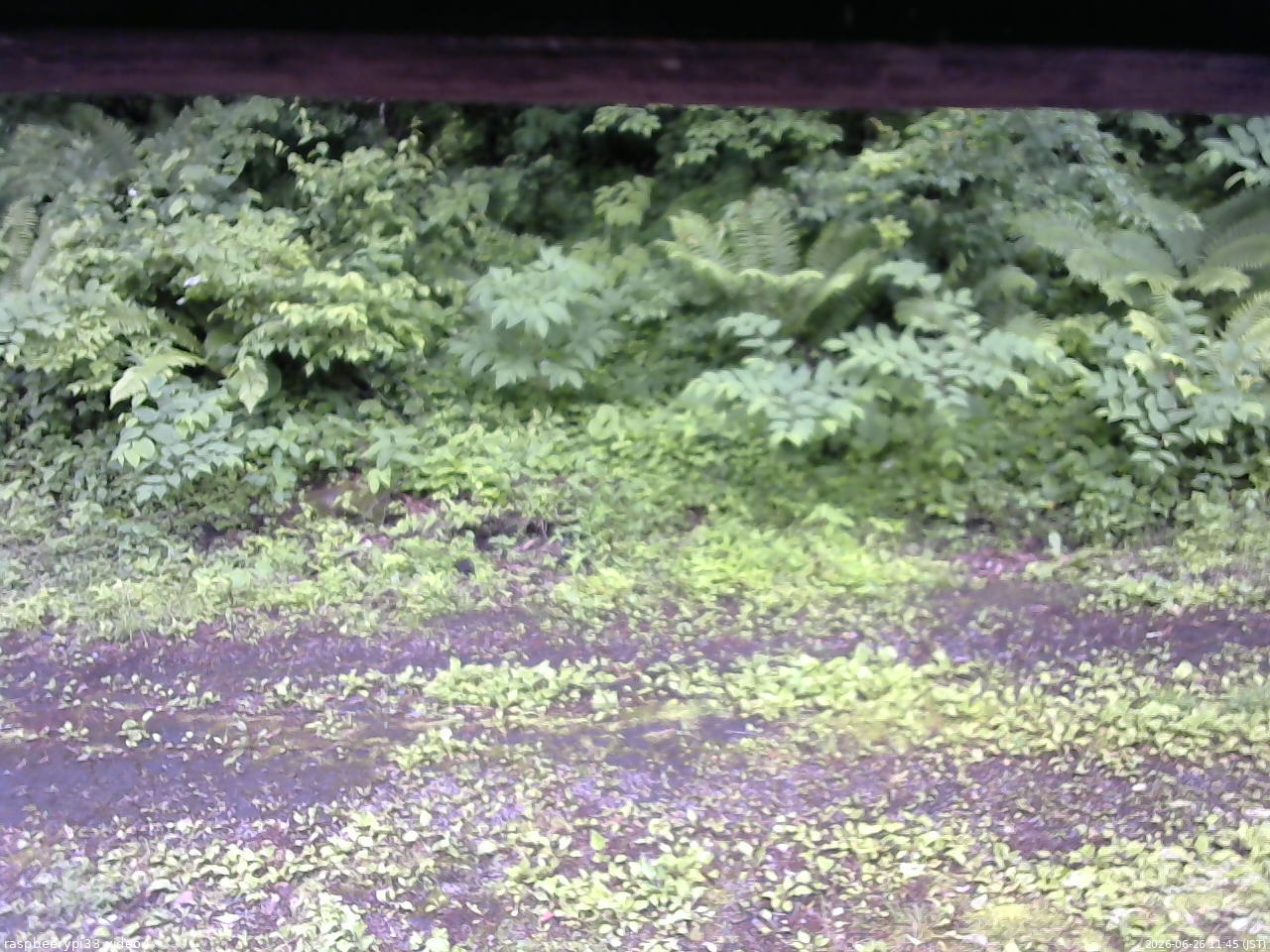長野県菅平高原 ゆたか山荘 東側(坂下) 2026/06/26 11:45