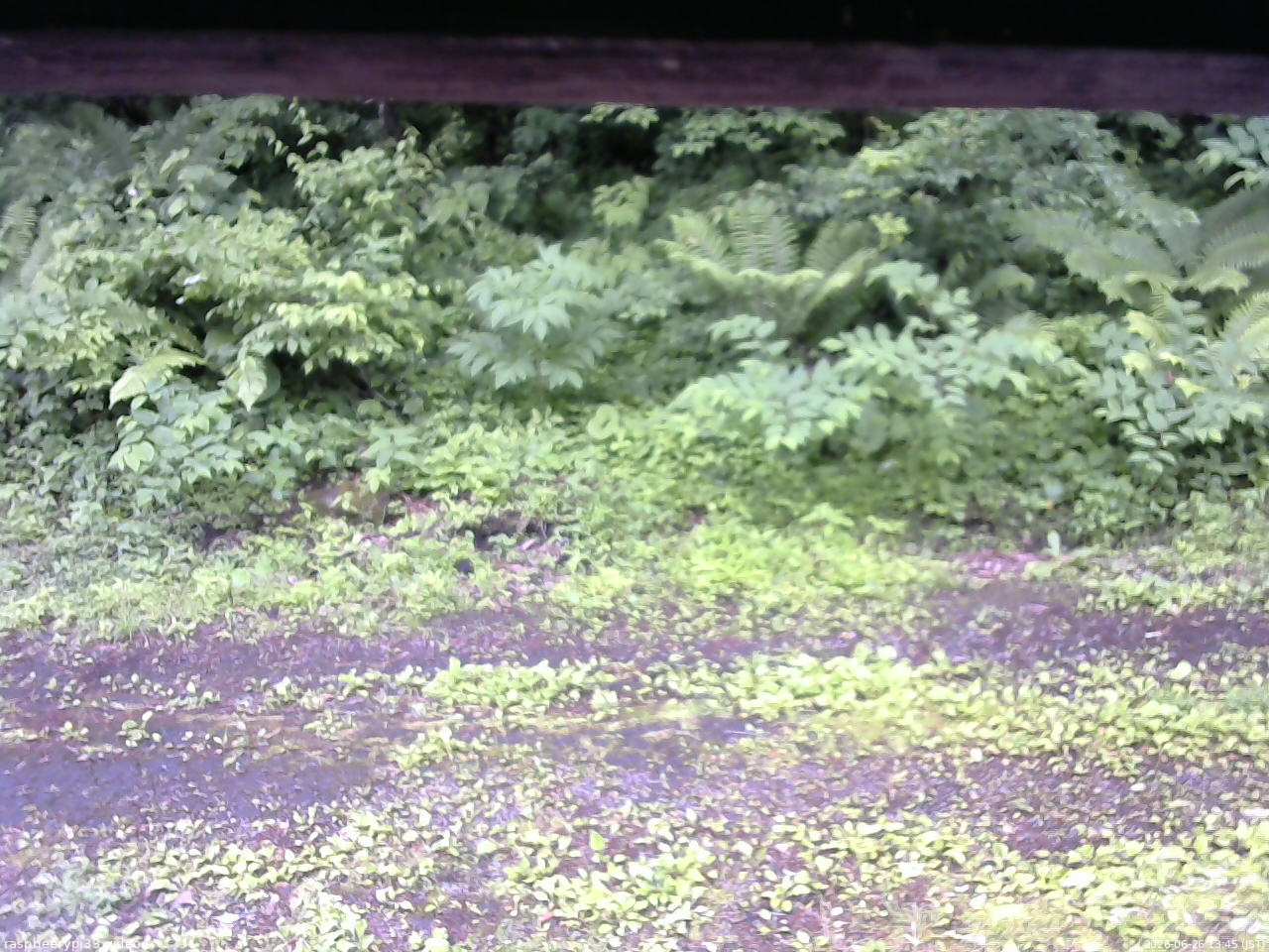 長野県菅平高原 ゆたか山荘 東側(坂下) 2026/06/26 13:45