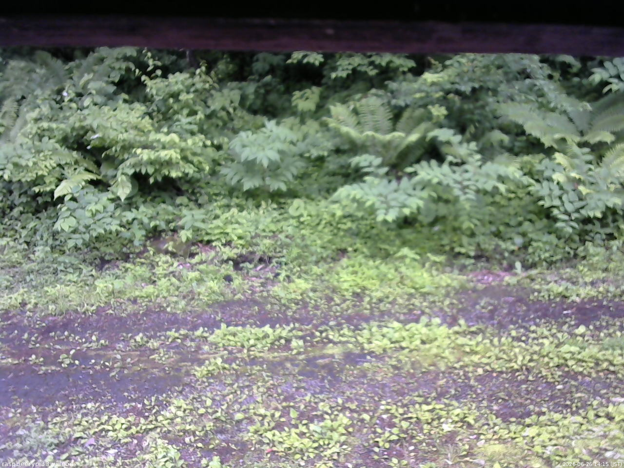 長野県菅平高原 ゆたか山荘 東側(坂下) 2026/06/26 14:15
