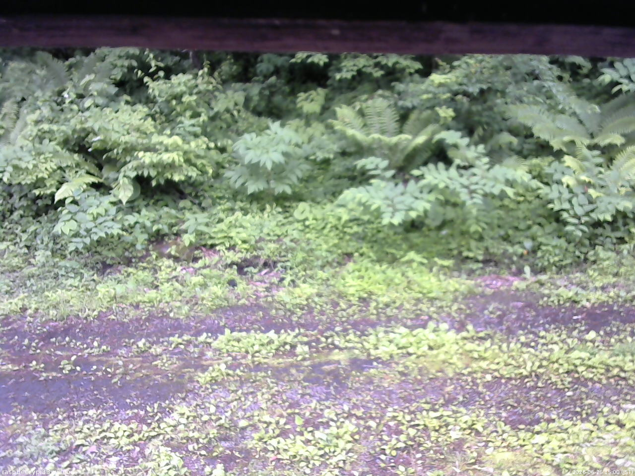 長野県菅平高原 ゆたか山荘 東側(坂下) 2026/06/26 15:00