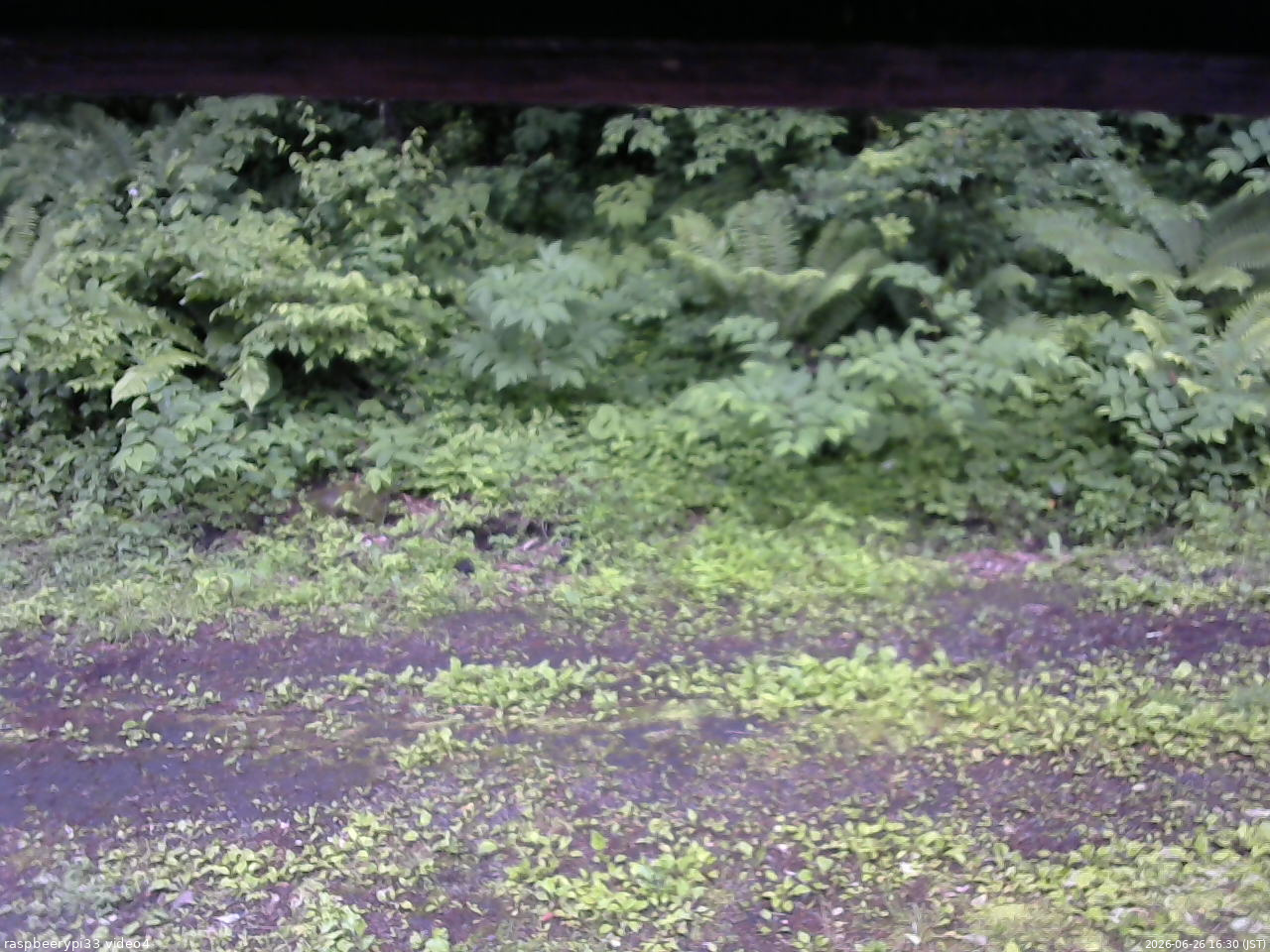 長野県菅平高原 ゆたか山荘 東側(坂下) 2026/06/26 16:30