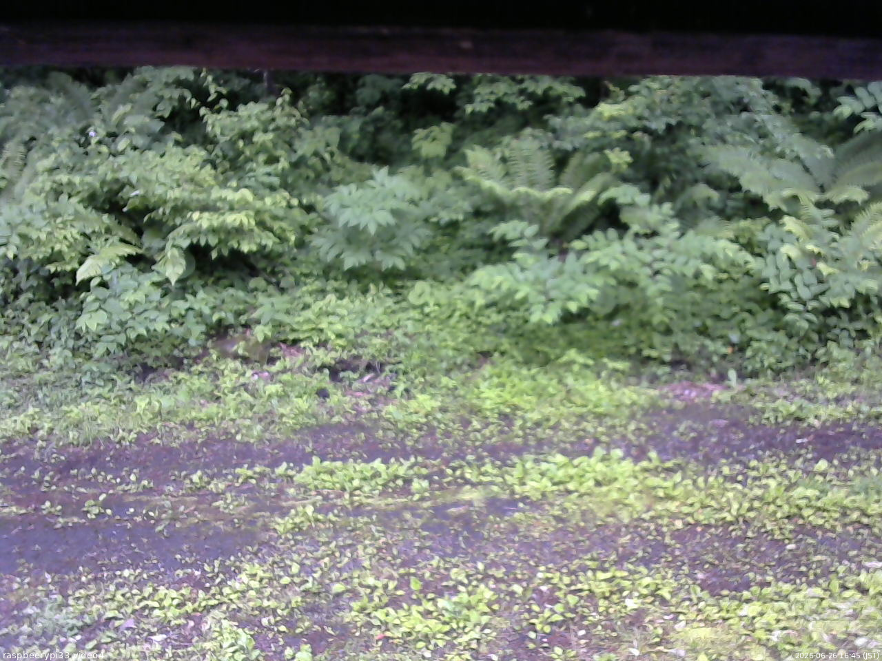 長野県菅平高原 ゆたか山荘 東側(坂下) 2026/06/26 16:45