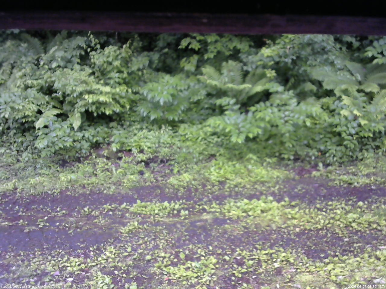 長野県菅平高原 ゆたか山荘 東側(坂下) 2026/06/27 05:30