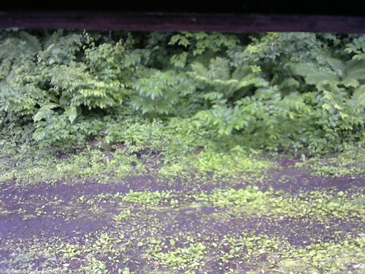 長野県菅平高原 ゆたか山荘 東側(坂下) 2026/06/27 06:45