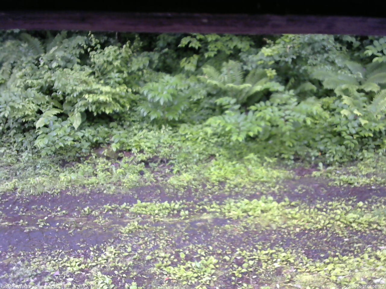 長野県菅平高原 ゆたか山荘 東側(坂下) 2026/06/27 07:00
