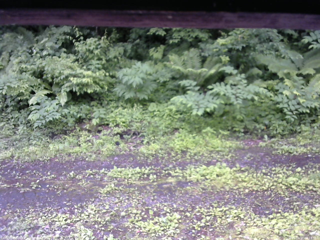 長野県菅平高原 ゆたか山荘 東側(坂下) 2026/06/27 09:15