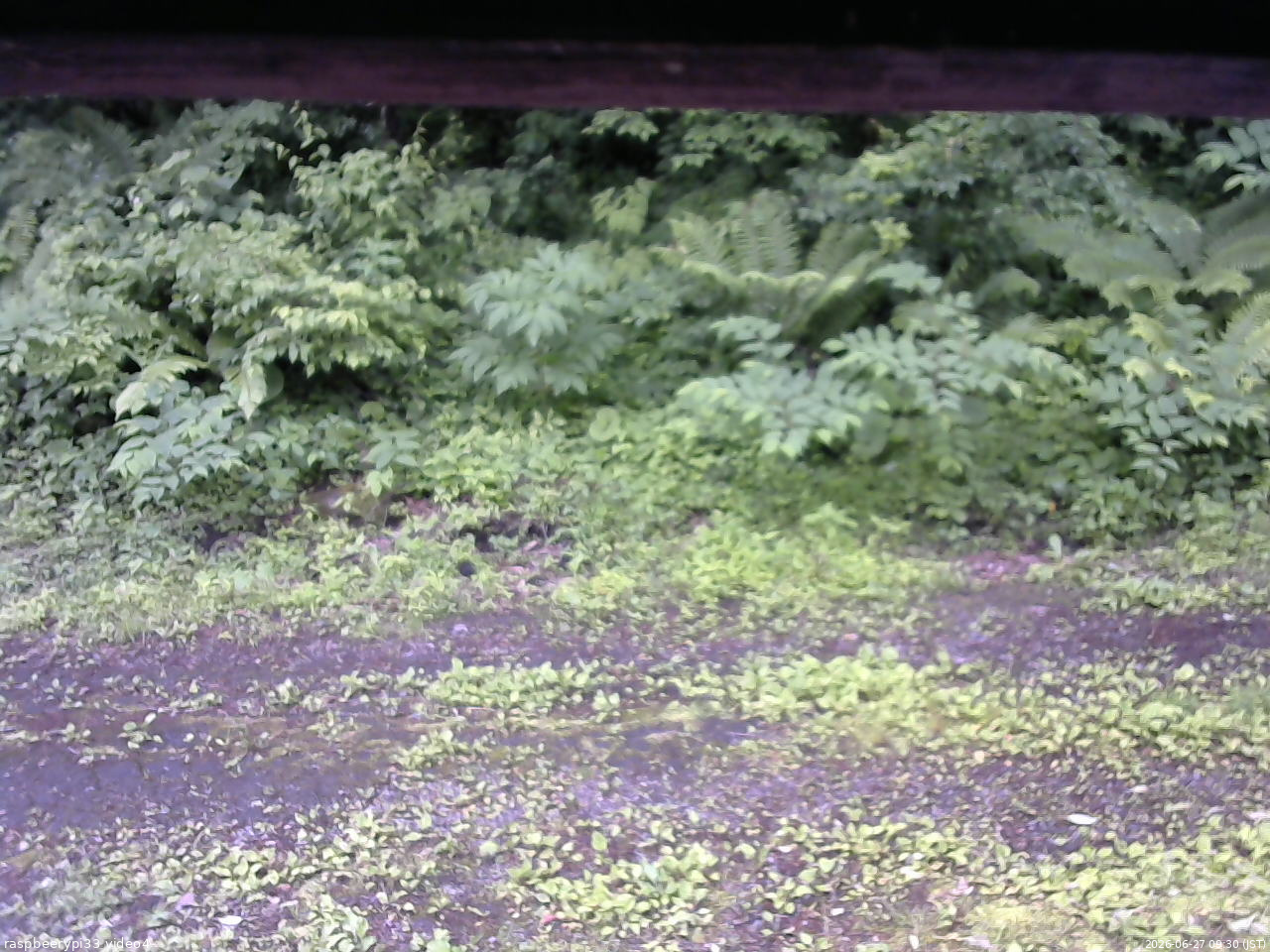 長野県菅平高原 ゆたか山荘 東側(坂下) 2026/06/27 09:30