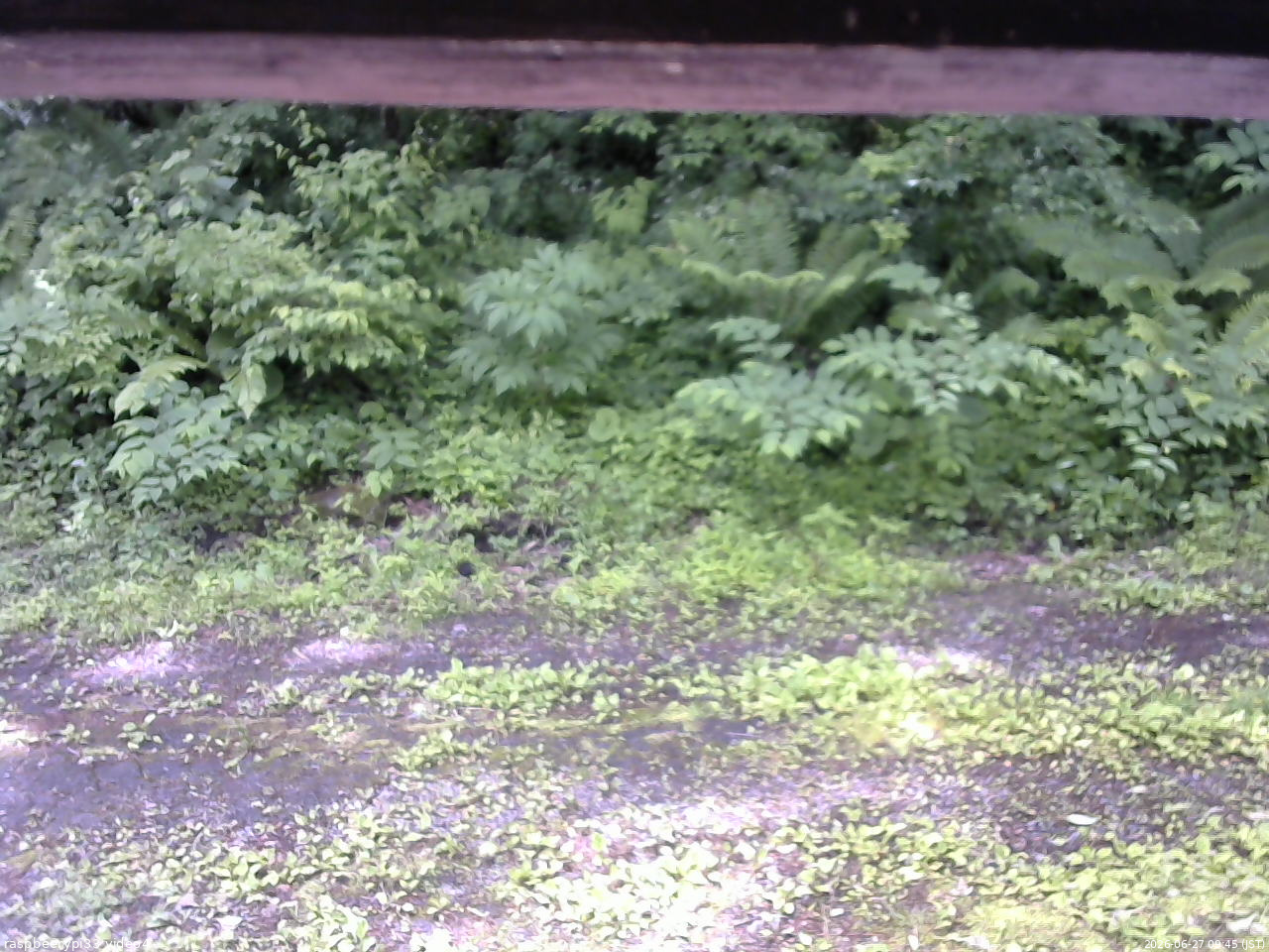 長野県菅平高原 ゆたか山荘 東側(坂下) 2026/06/27 09:45