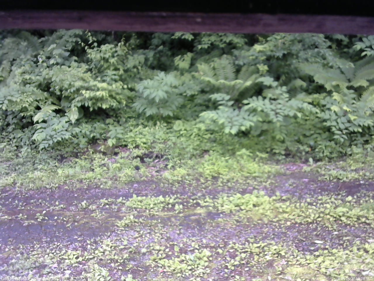 長野県菅平高原 ゆたか山荘 東側(坂下) 2026/06/27 10:00