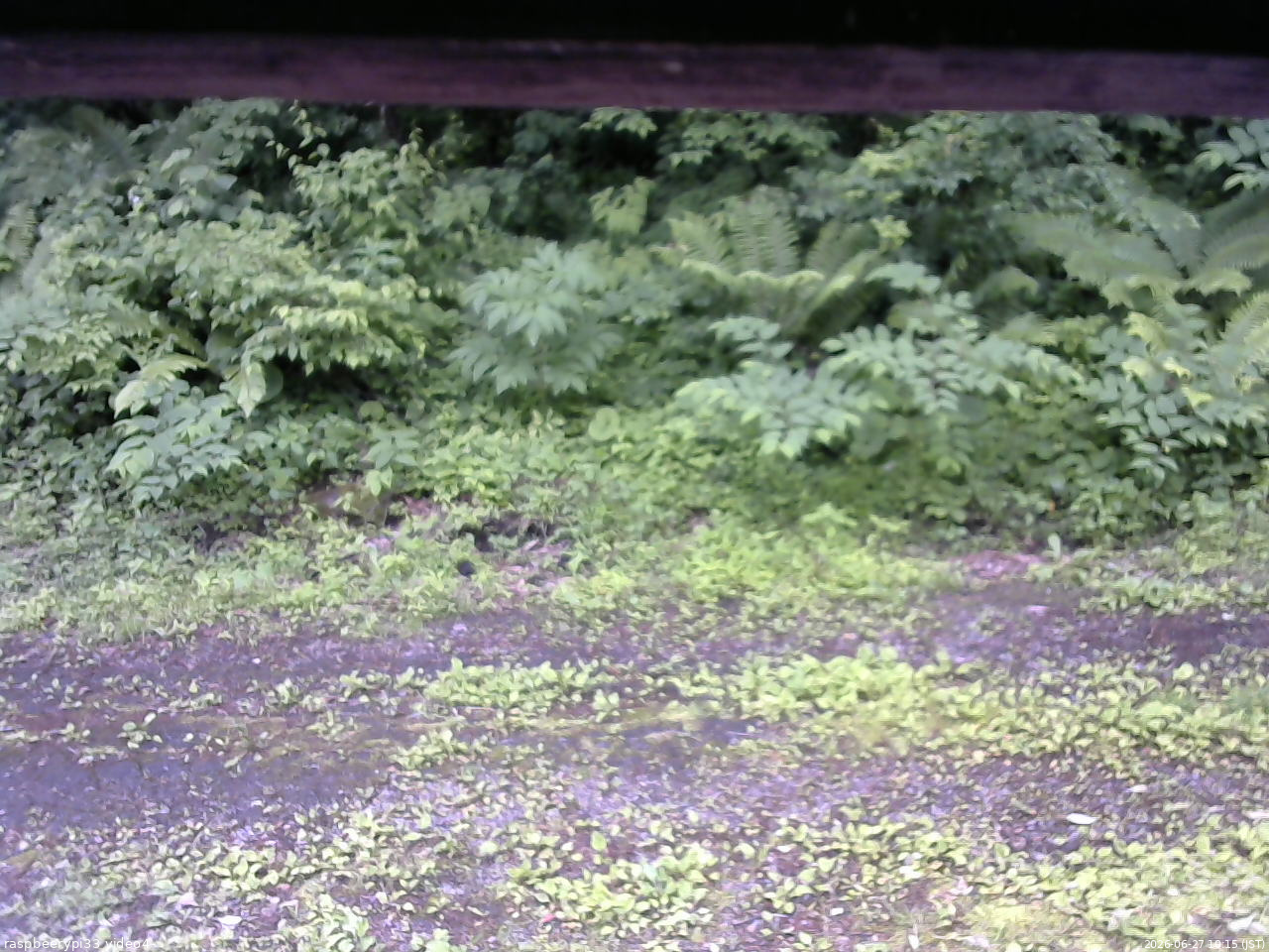 長野県菅平高原 ゆたか山荘 東側(坂下) 2026/06/27 10:15
