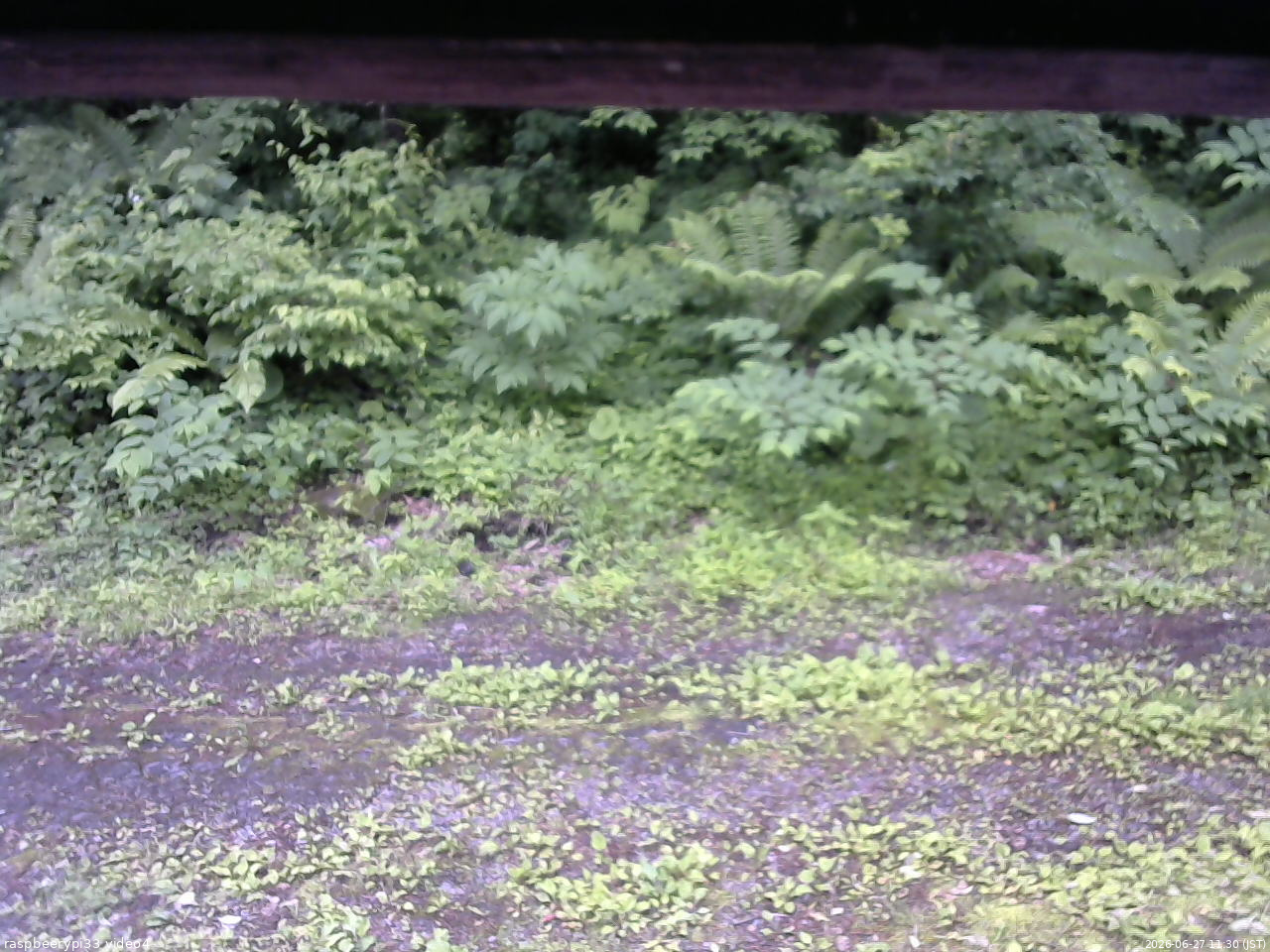 長野県菅平高原 ゆたか山荘 東側(坂下) 2026/06/27 11:30