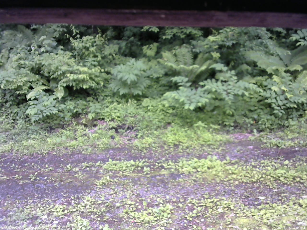 長野県菅平高原 ゆたか山荘 東側(坂下) 2026/06/27 12:00