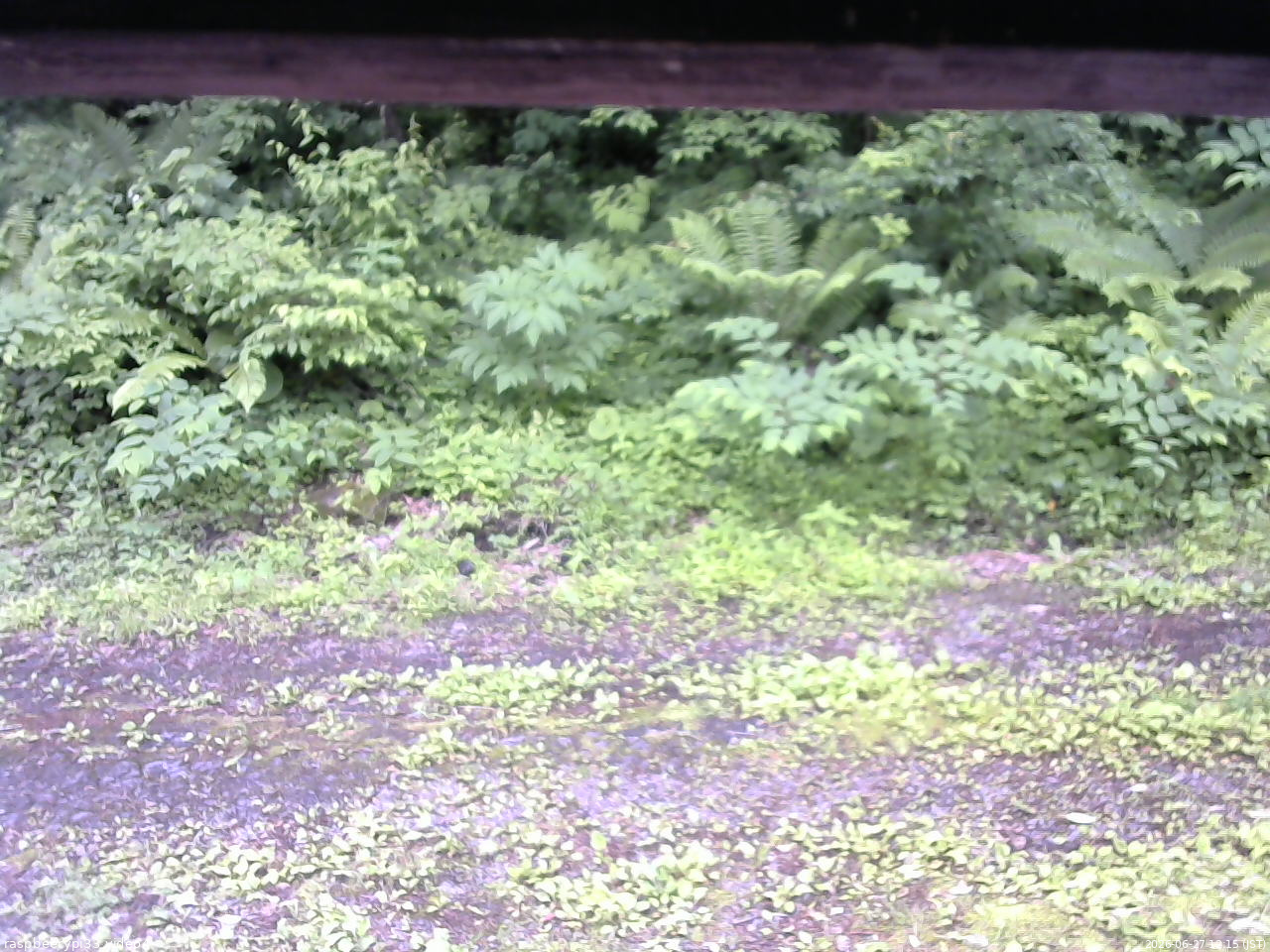 長野県菅平高原 ゆたか山荘 東側(坂下) 2026/06/27 12:15