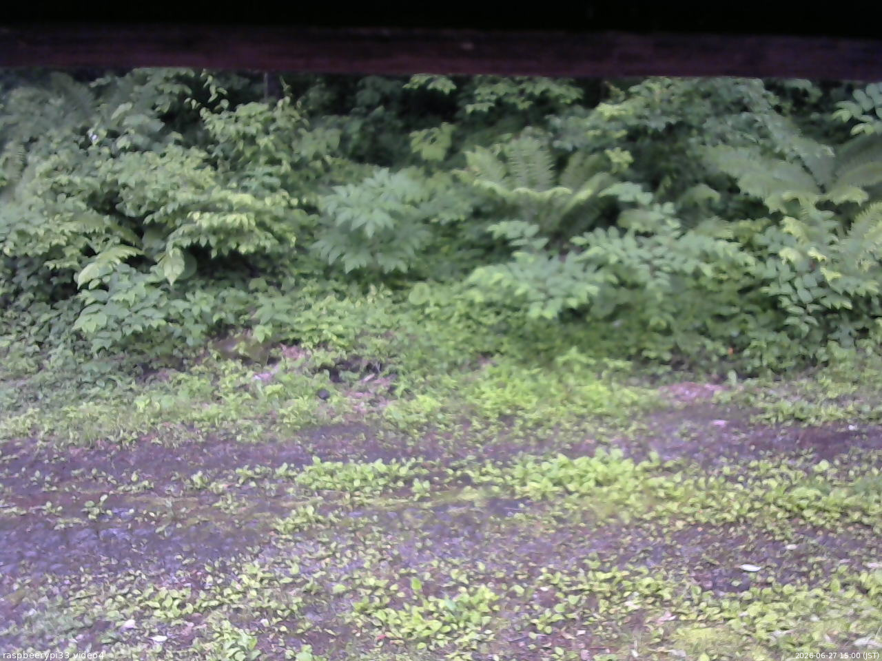 長野県菅平高原 ゆたか山荘 東側(坂下) 2026/06/27 15:00