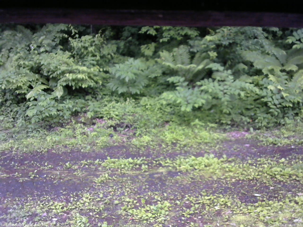 長野県菅平高原 ゆたか山荘 東側(坂下) 2026/06/27 16:00
