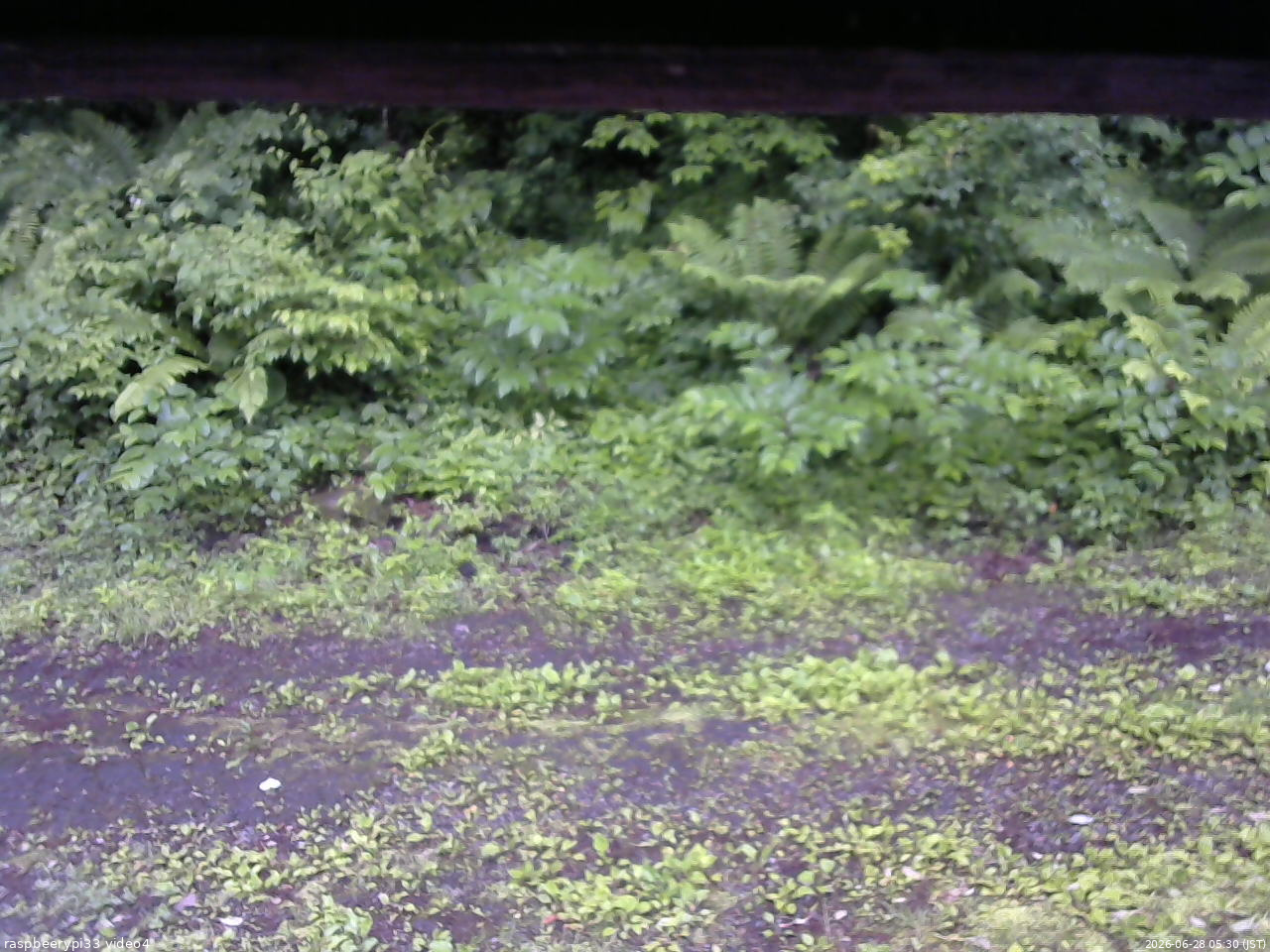 長野県菅平高原 ゆたか山荘 東側(坂下) 2026/06/28 05:30