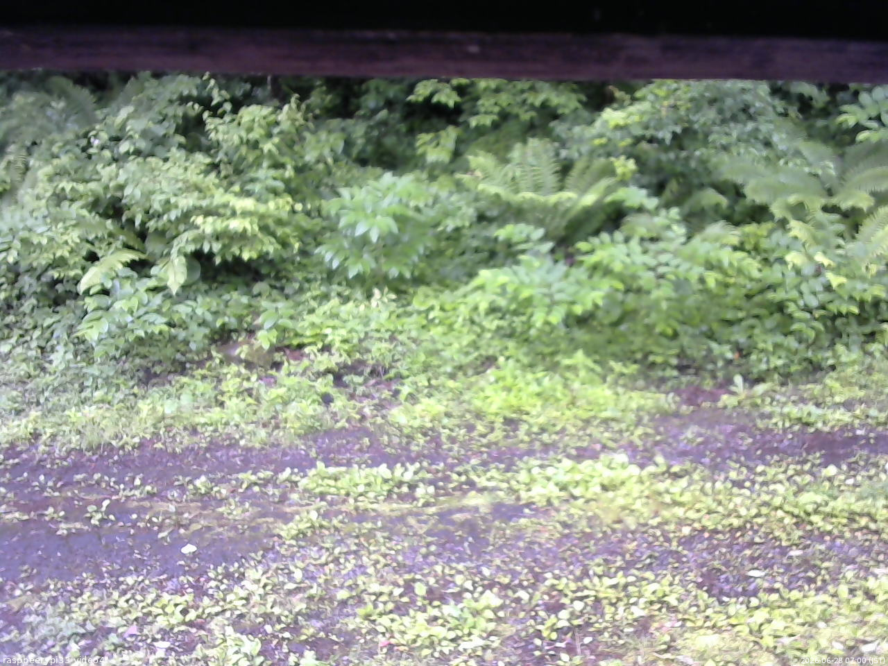 長野県菅平高原 ゆたか山荘 東側(坂下) 2026/06/28 07:00