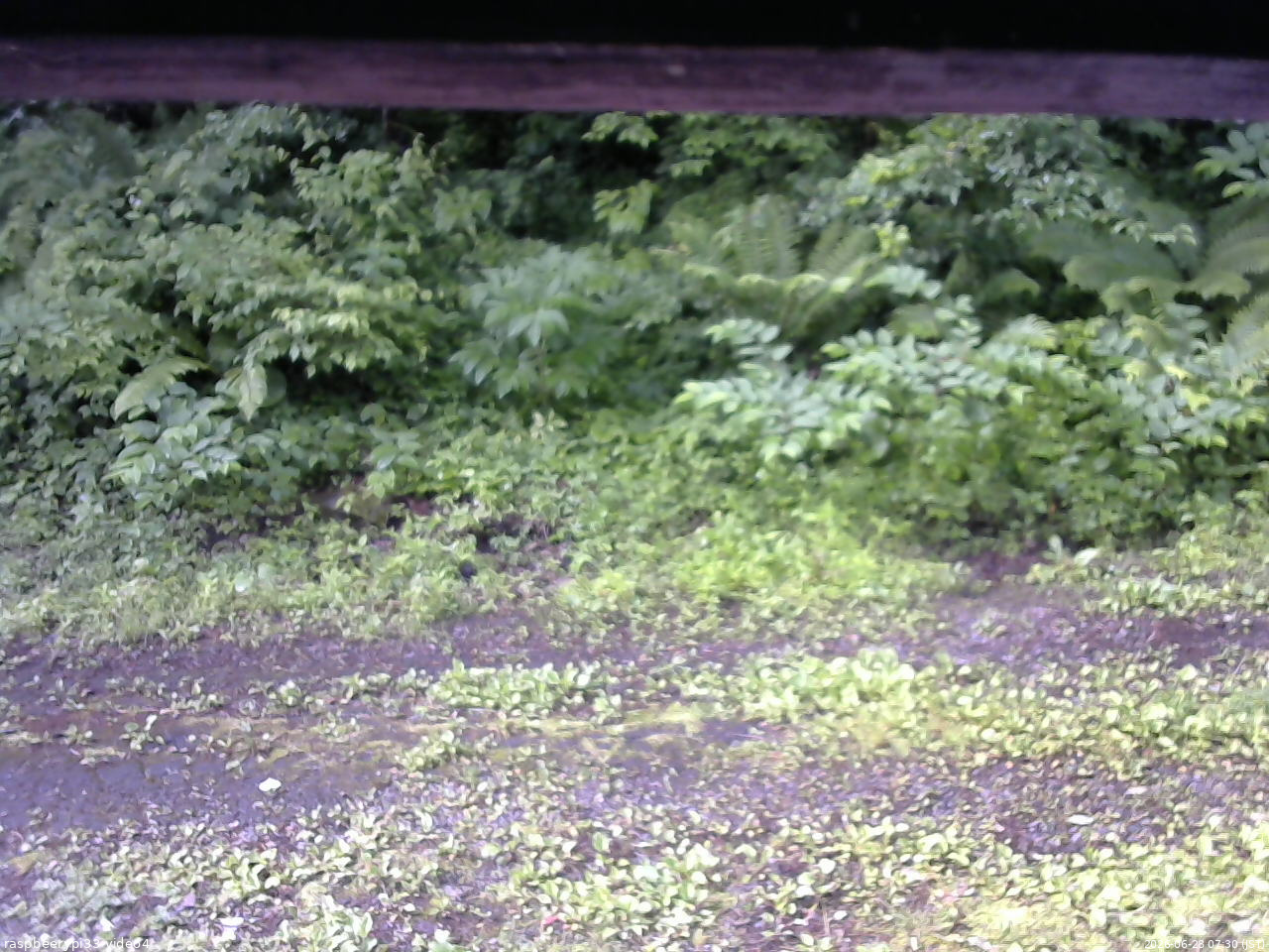 長野県菅平高原 ゆたか山荘 東側(坂下) 2026/06/28 07:30