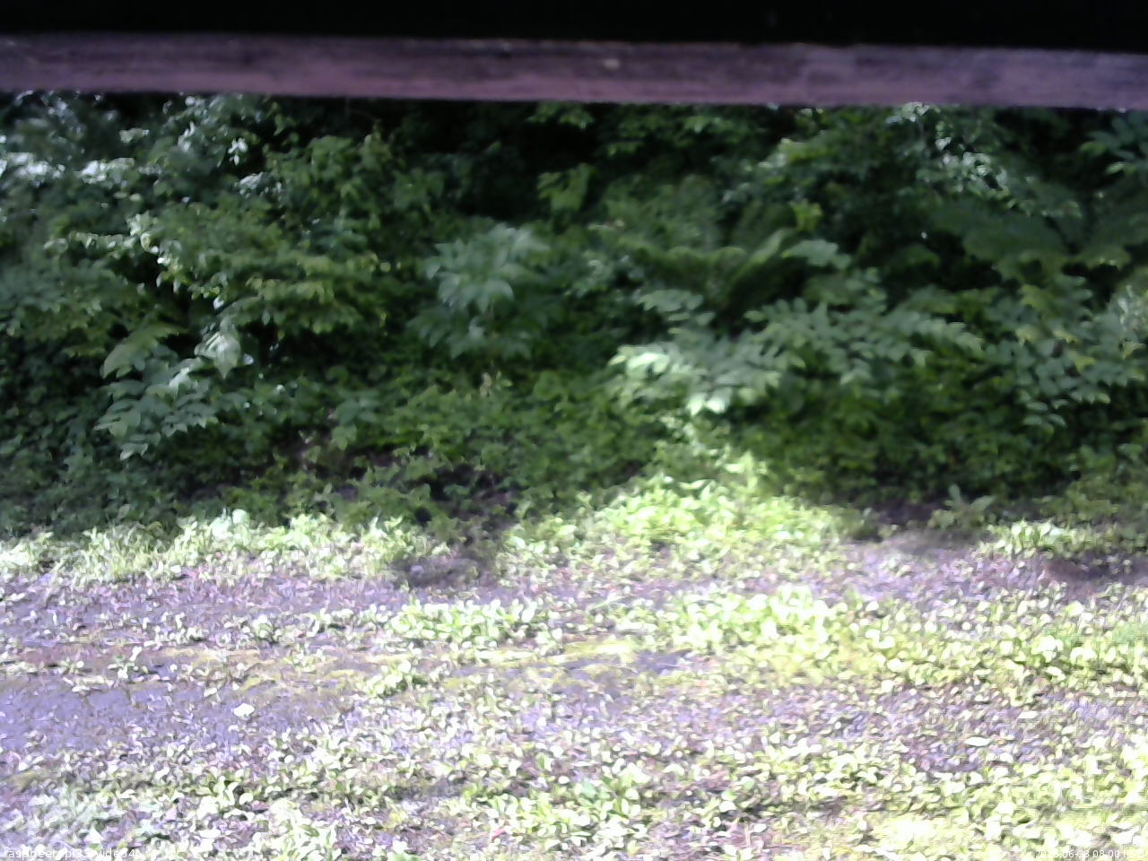 長野県菅平高原 ゆたか山荘 東側(坂下) 2026/06/28 08:00