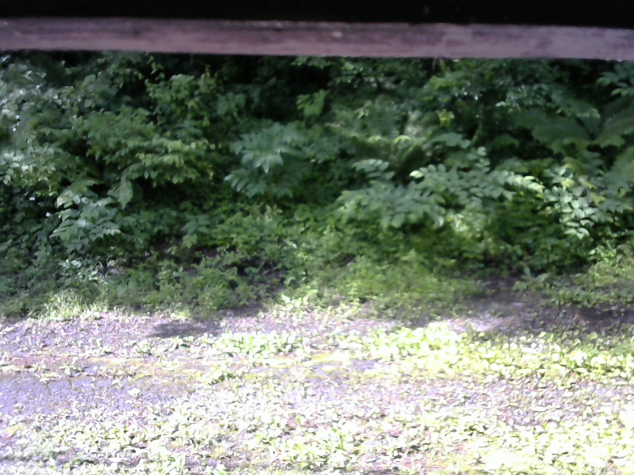 長野県菅平高原 ゆたか山荘 東側(坂下) 2026/06/28 08:15