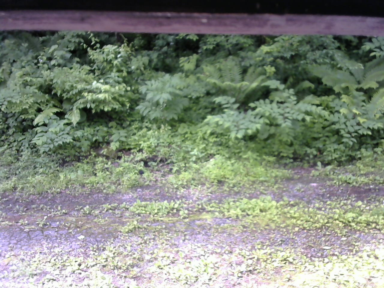 長野県菅平高原 ゆたか山荘 東側(坂下) 2026/06/28 09:00