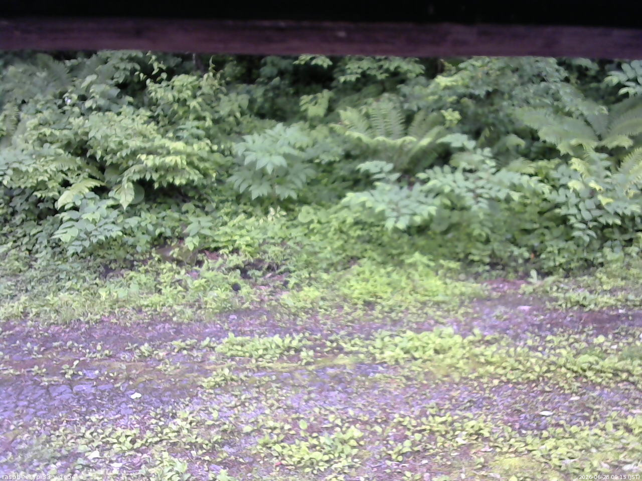 長野県菅平高原 ゆたか山荘 東側(坂下) 2026/06/28 09:15