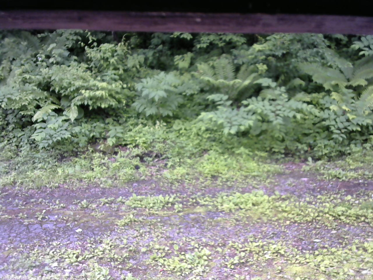 長野県菅平高原 ゆたか山荘 東側(坂下) 2026/06/28 09:30