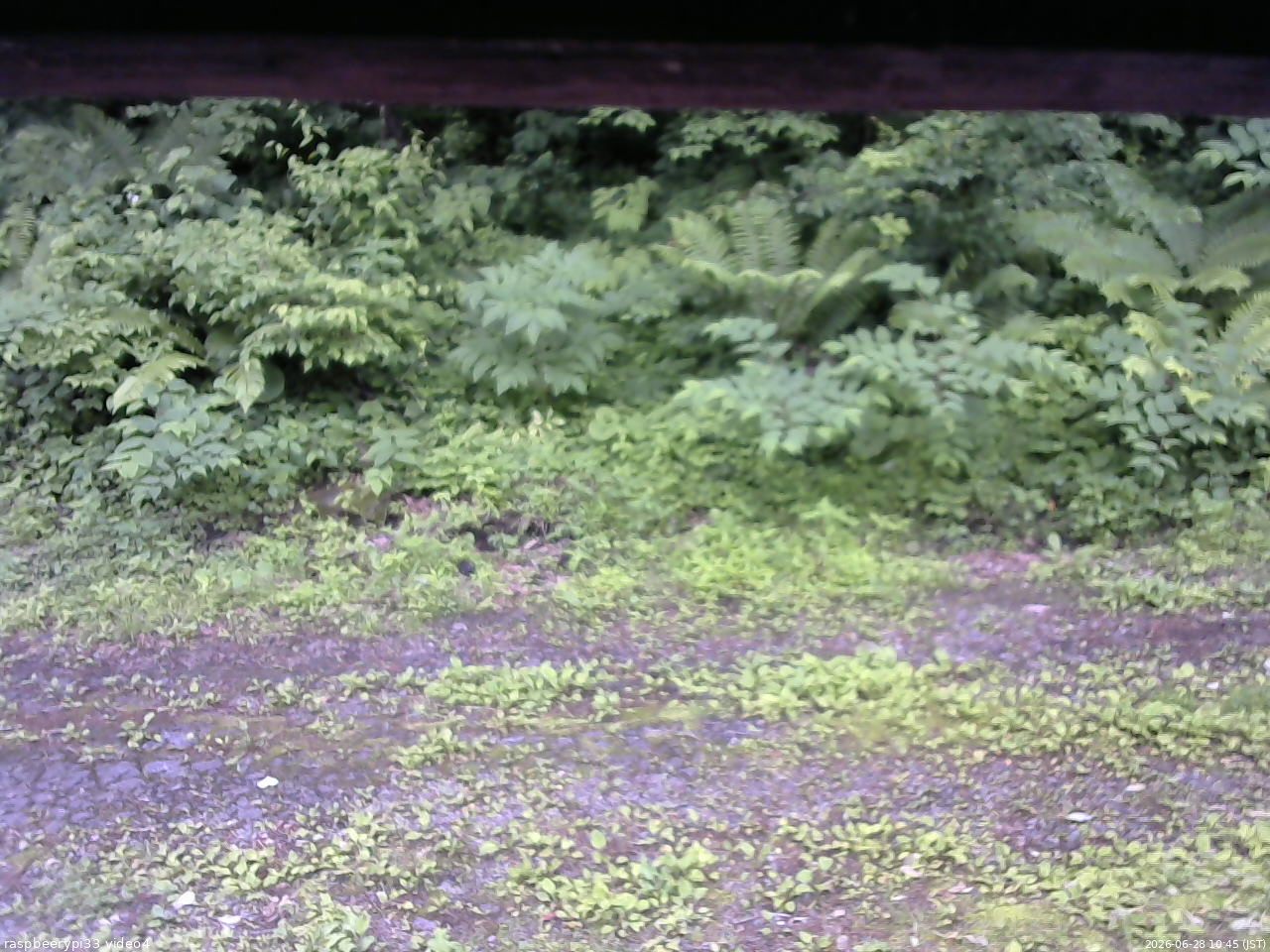 長野県菅平高原 ゆたか山荘 東側(坂下) 2026/06/28 10:45