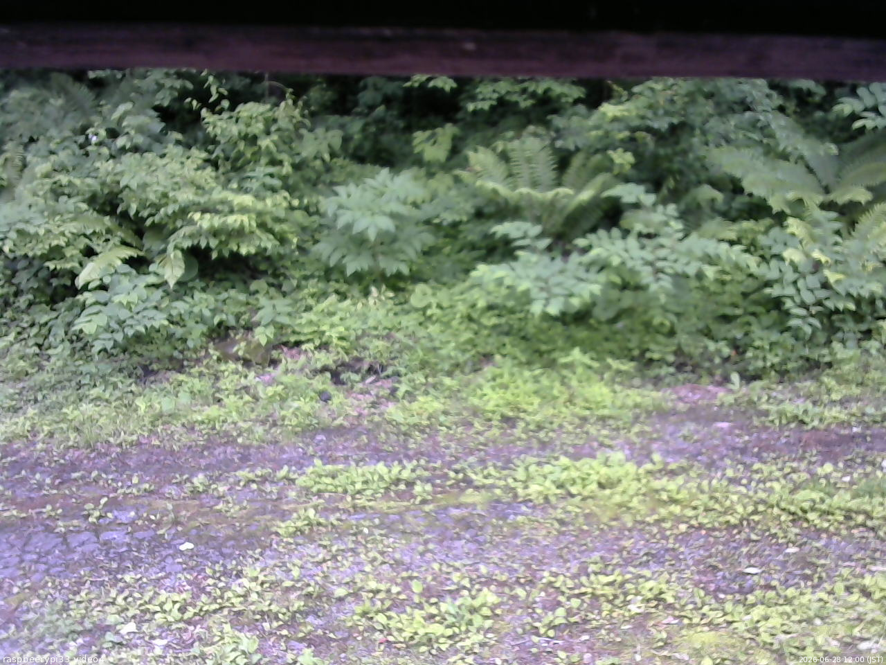 長野県菅平高原 ゆたか山荘 東側(坂下) 2026/06/28 12:00