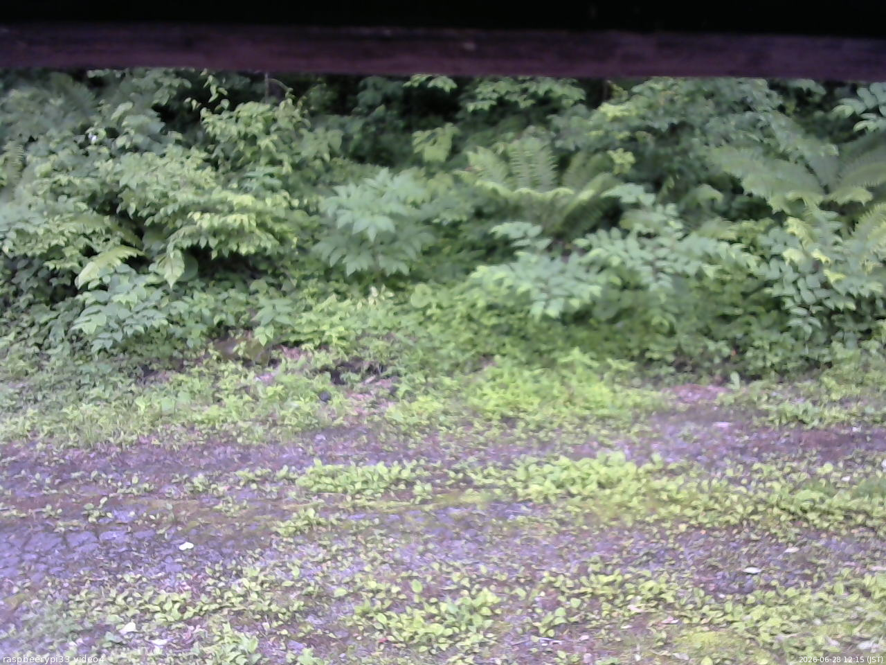 長野県菅平高原 ゆたか山荘 東側(坂下) 2026/06/28 12:15