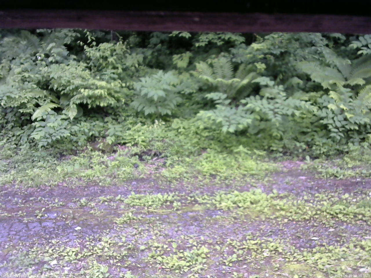 長野県菅平高原 ゆたか山荘 東側(坂下) 2026/06/28 12:30