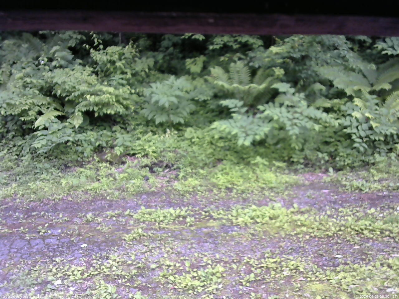 長野県菅平高原 ゆたか山荘 東側(坂下) 2026/06/28 13:30
