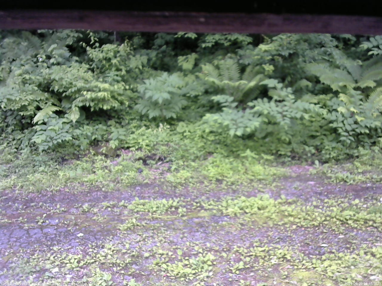 長野県菅平高原 ゆたか山荘 東側(坂下) 2026/06/28 13:45