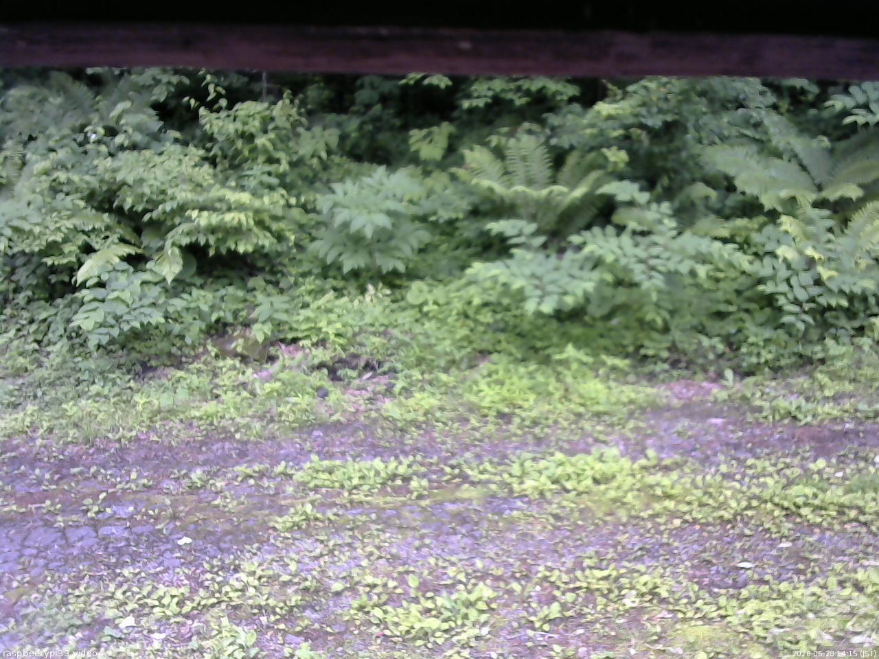 長野県菅平高原 ゆたか山荘 東側(坂下) 2026/06/28 14:15